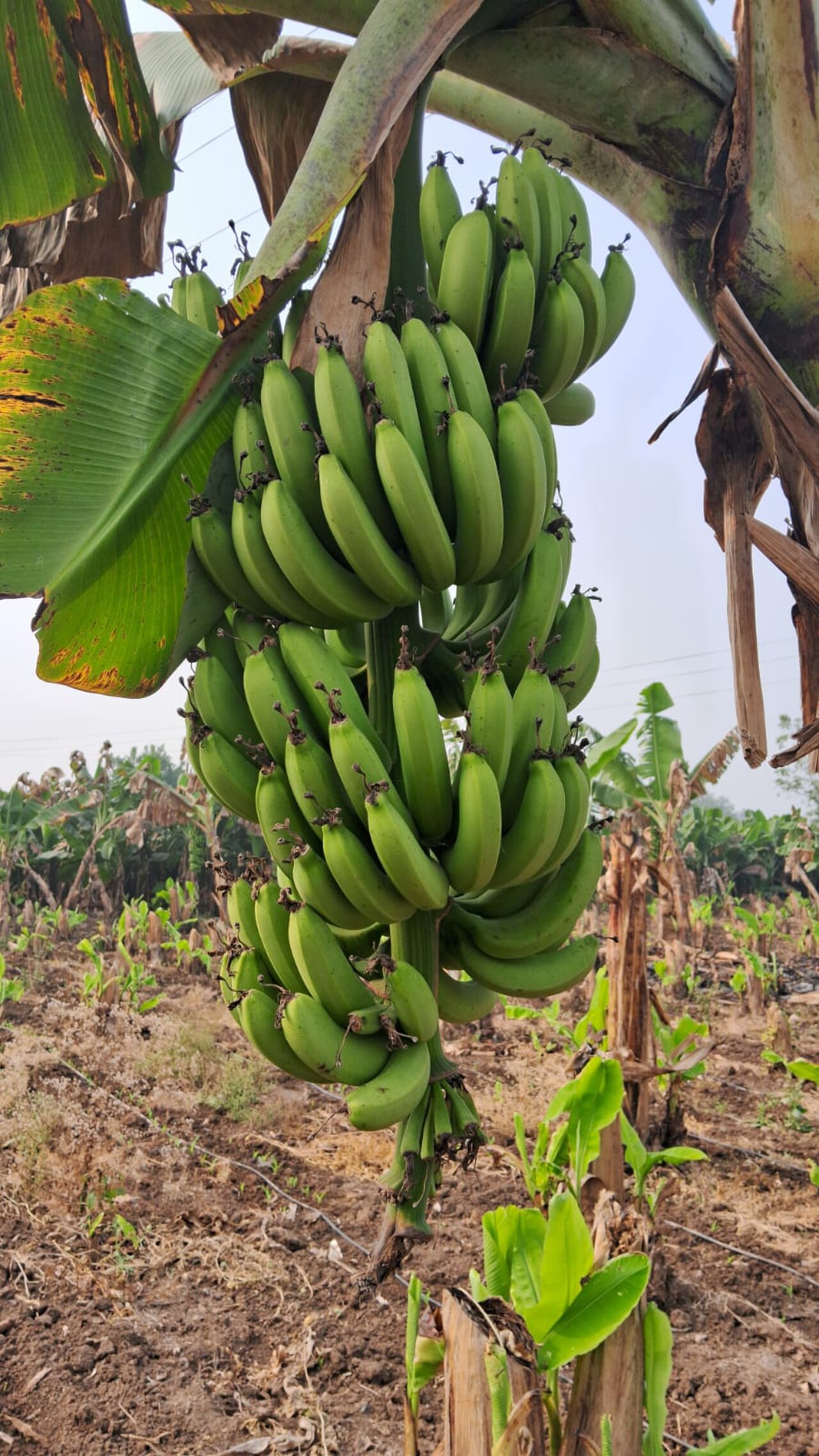 Banana from AARKVEE AGRO EXPORTS
